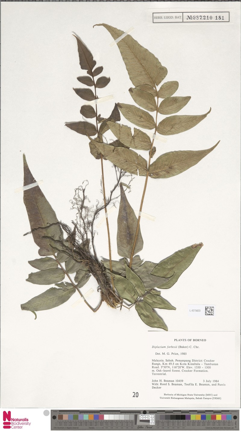 Diplazium forbesii photo 2