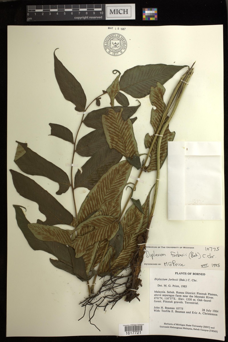 Diplazium forbesii photo 3