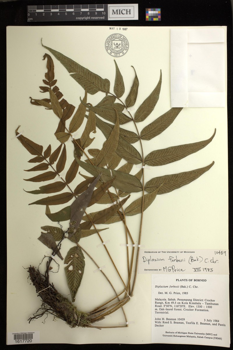 Diplazium forbesii photo 4