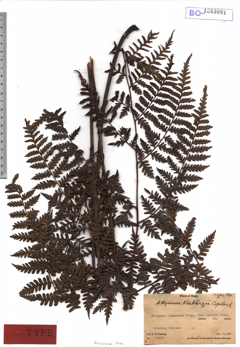Diplazium fosbergii