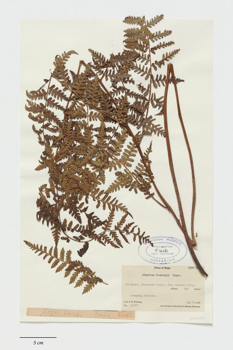 Diplazium fosbergii photo 2