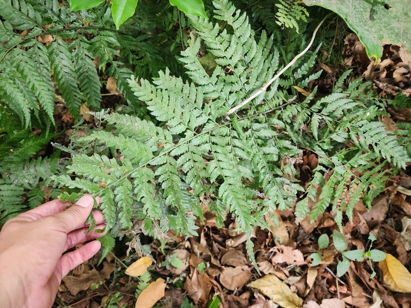 Diplazium franconis