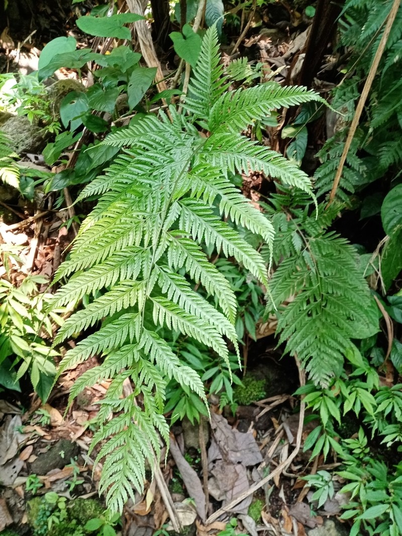 Diplazium franconis photo 3