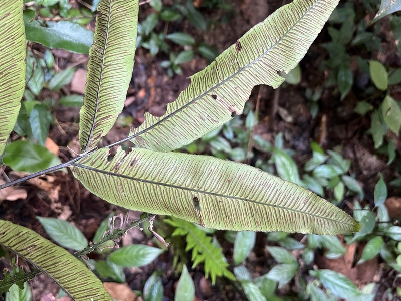 Diplazium fraxinifolium