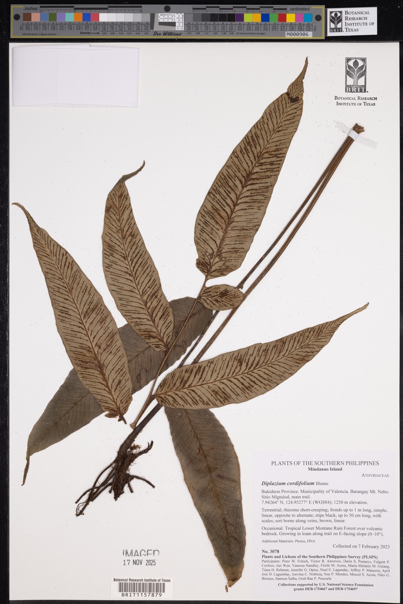 Diplazium fraxinifolium photo 2