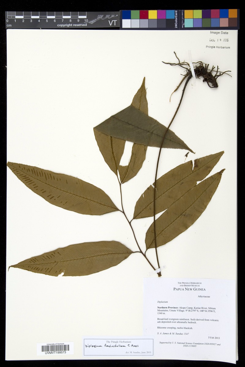 Diplazium fraxinifolium photo 3