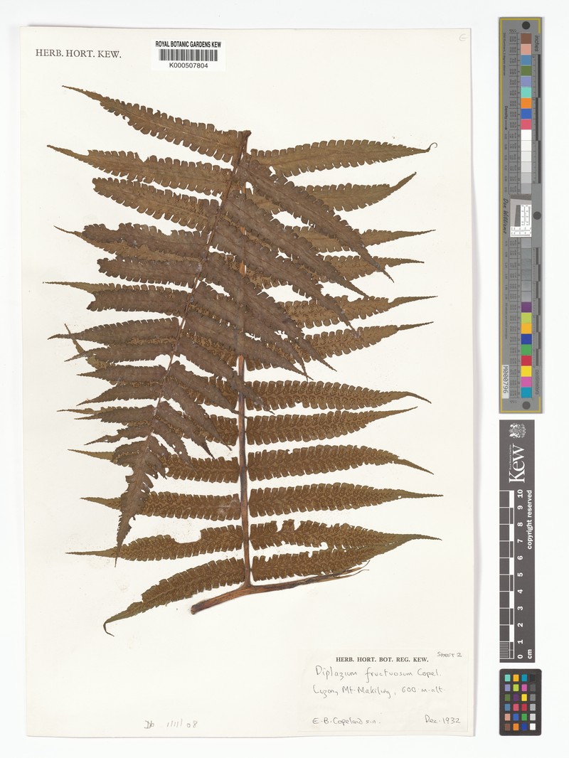 Diplazium fructuosum photo 2