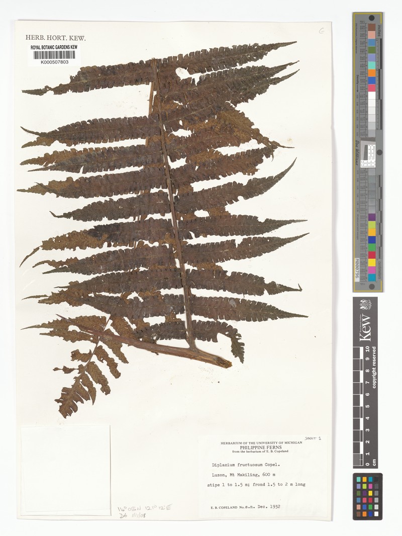 Diplazium fructuosum photo 3
