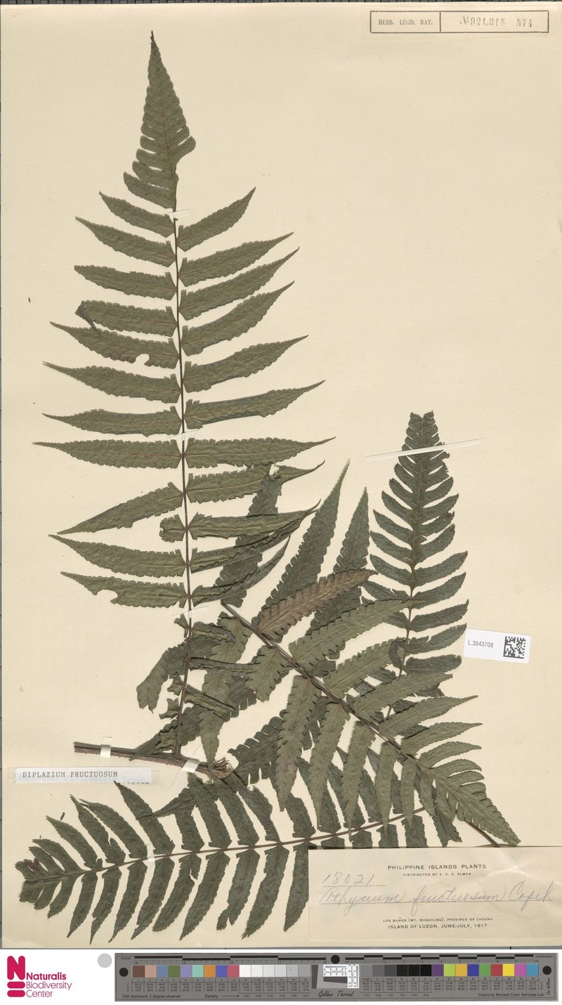 Diplazium fructuosum photo 4