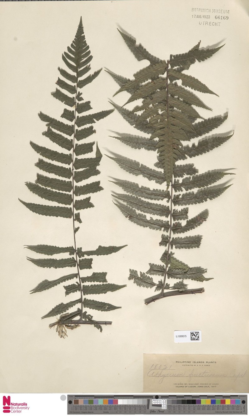 Diplazium fructuosum photo 5