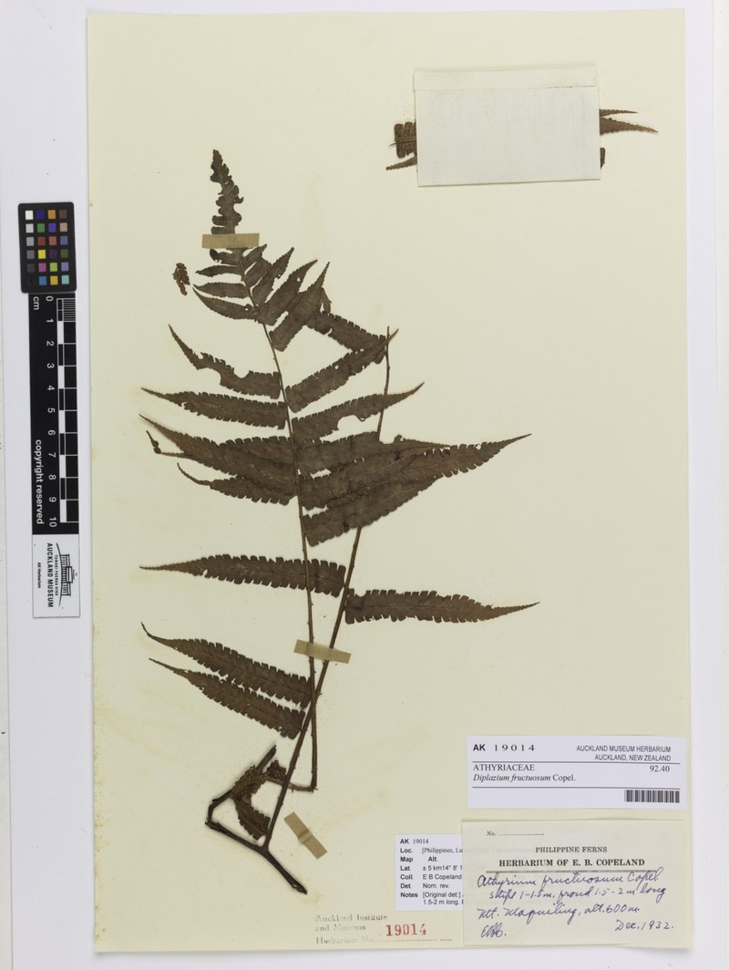 Diplazium fructuosum