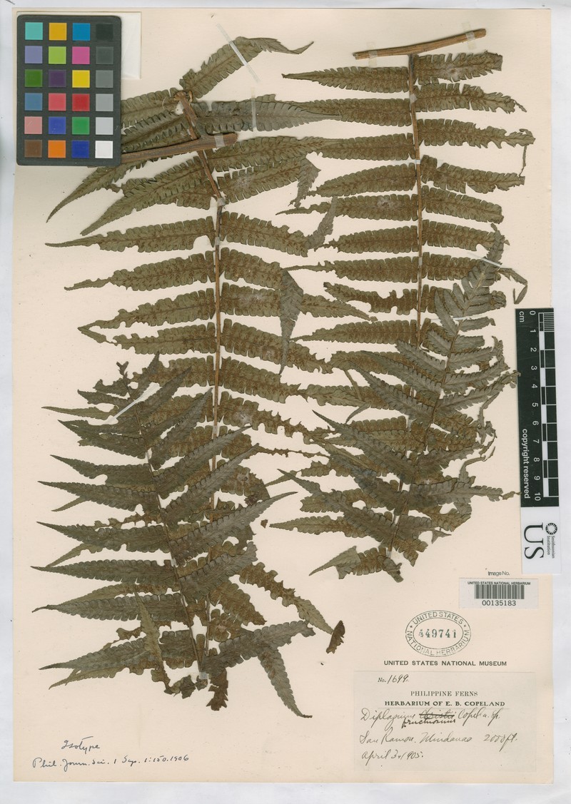 Diplazium fructuosum photo 6