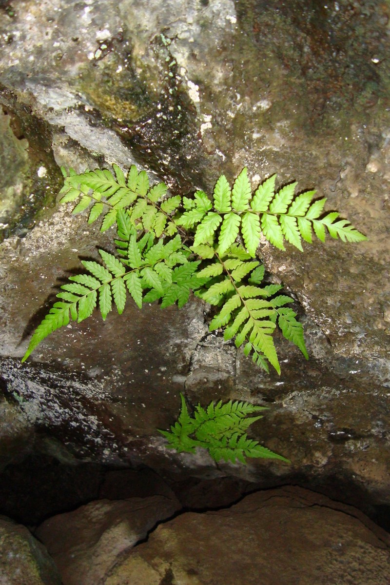 Diplazium fuenzalidae photo 2