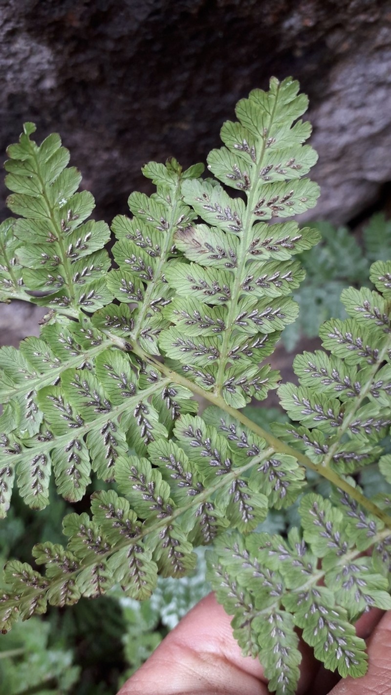 Diplazium fuenzalidae photo 3