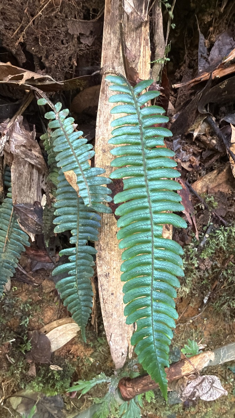 Diplazium fuliginosum