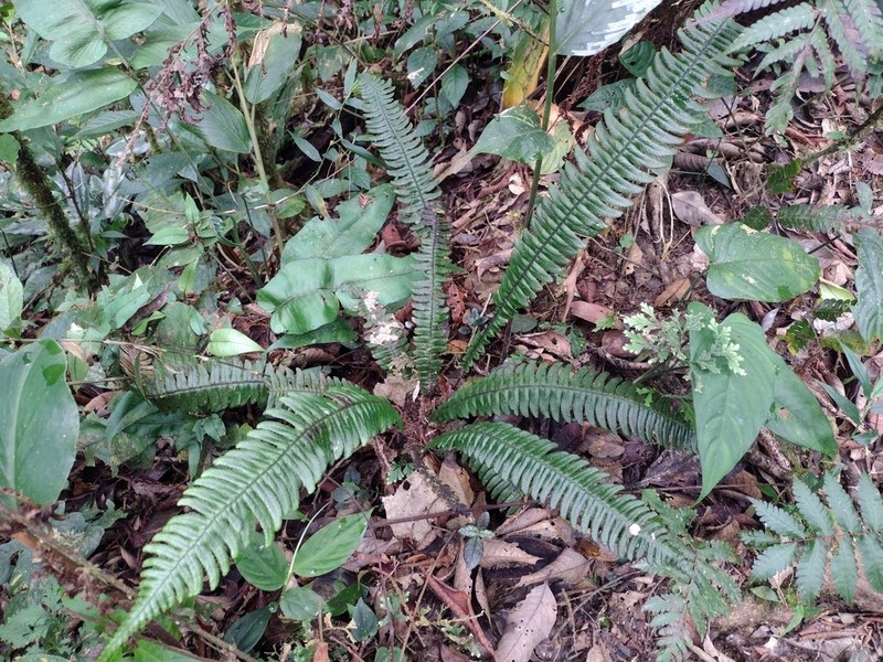 Diplazium fuliginosum photo 2