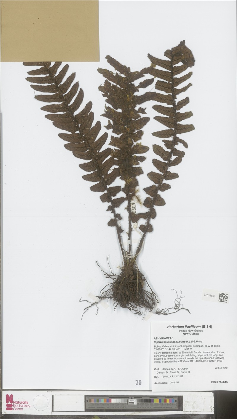 Diplazium fuliginosum photo 3