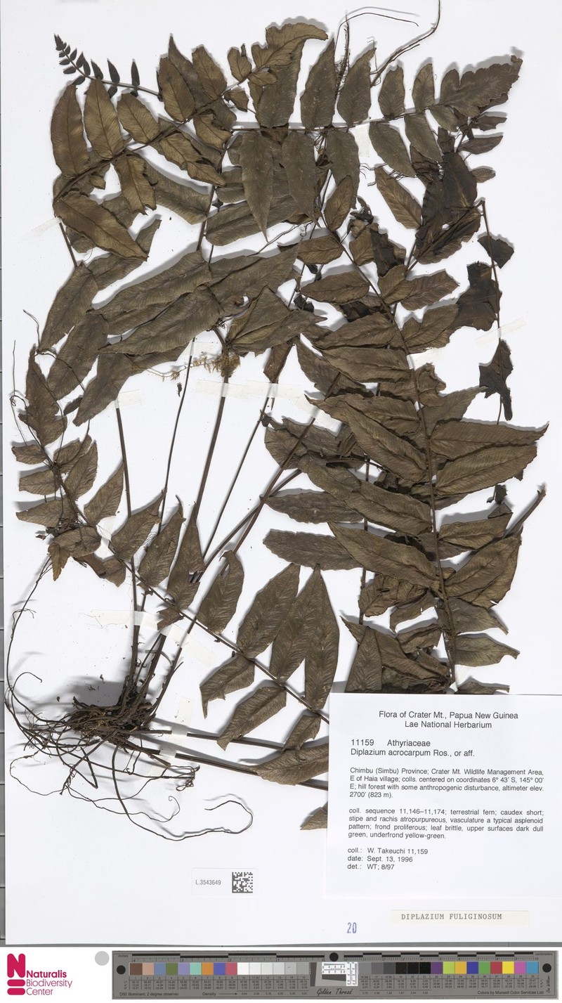 Diplazium fuliginosum photo 4