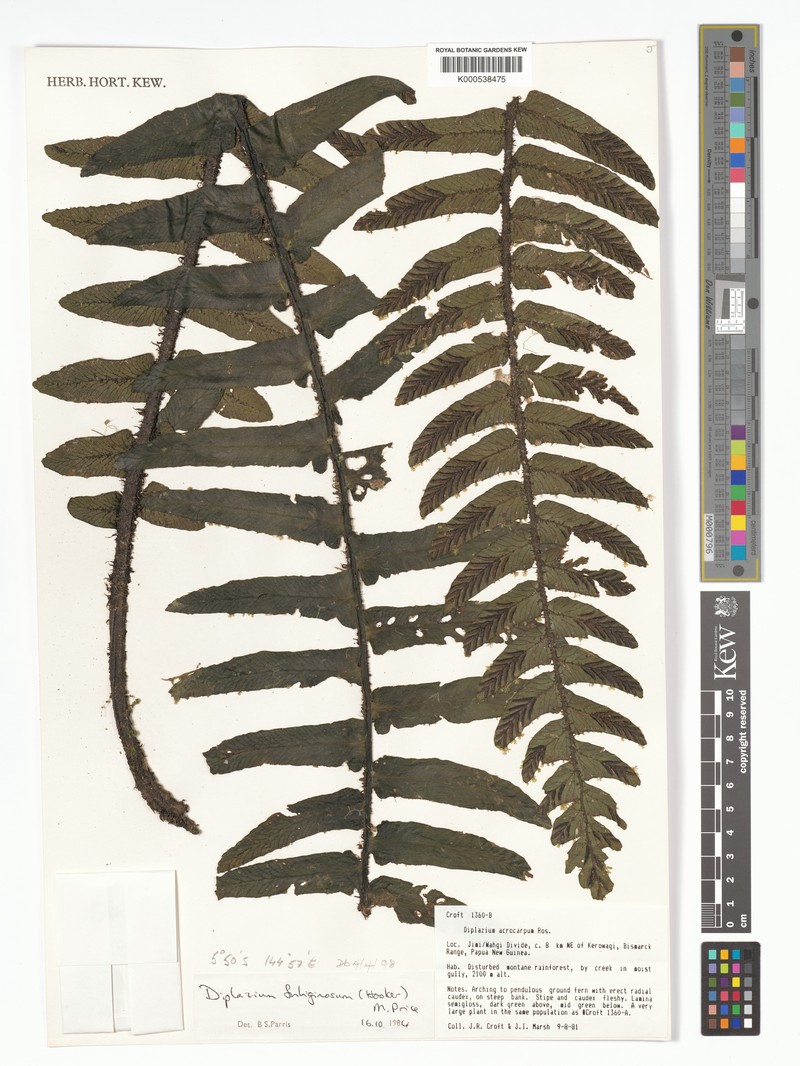 Diplazium fuliginosum photo 5