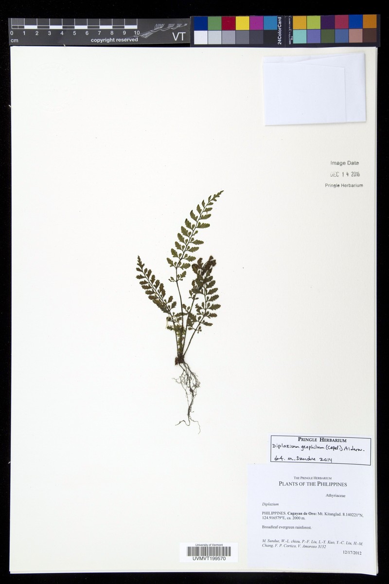 Diplazium geophilum