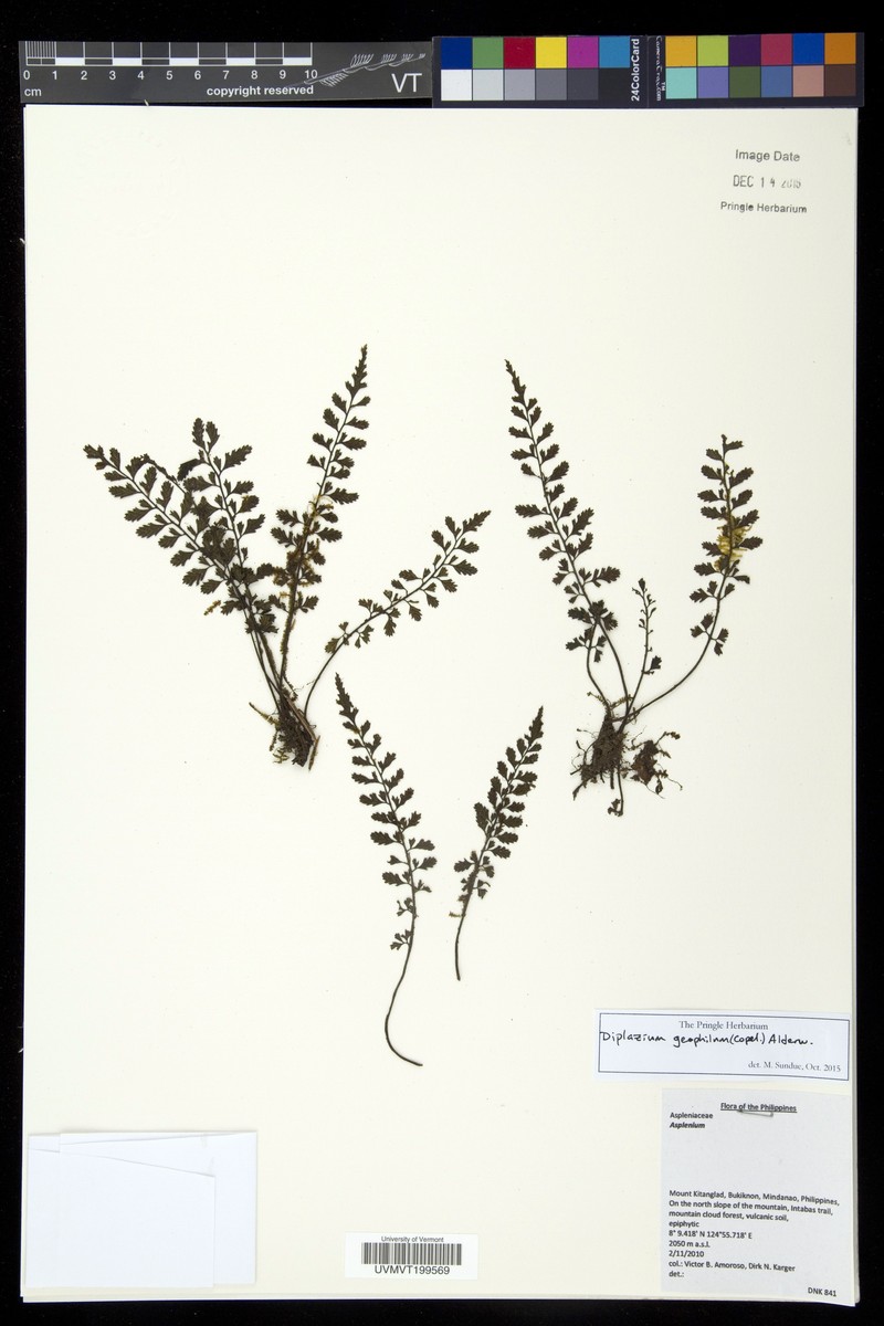 Diplazium geophilum photo 2