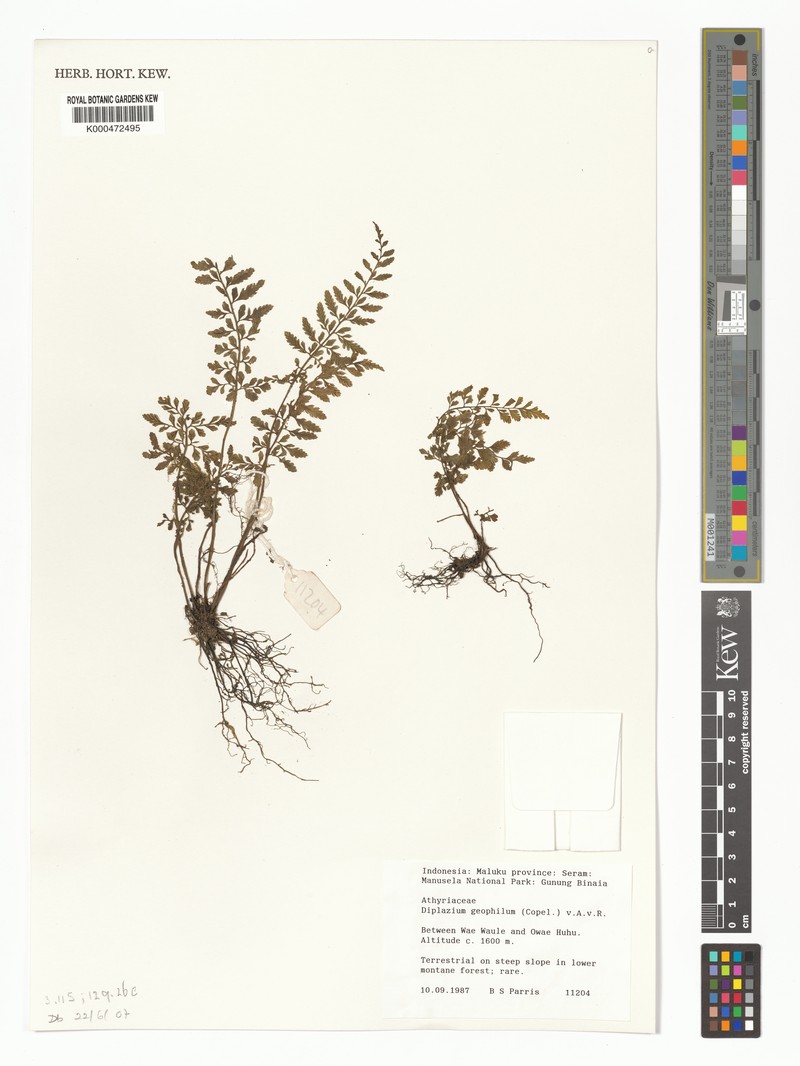 Diplazium geophilum photo 3