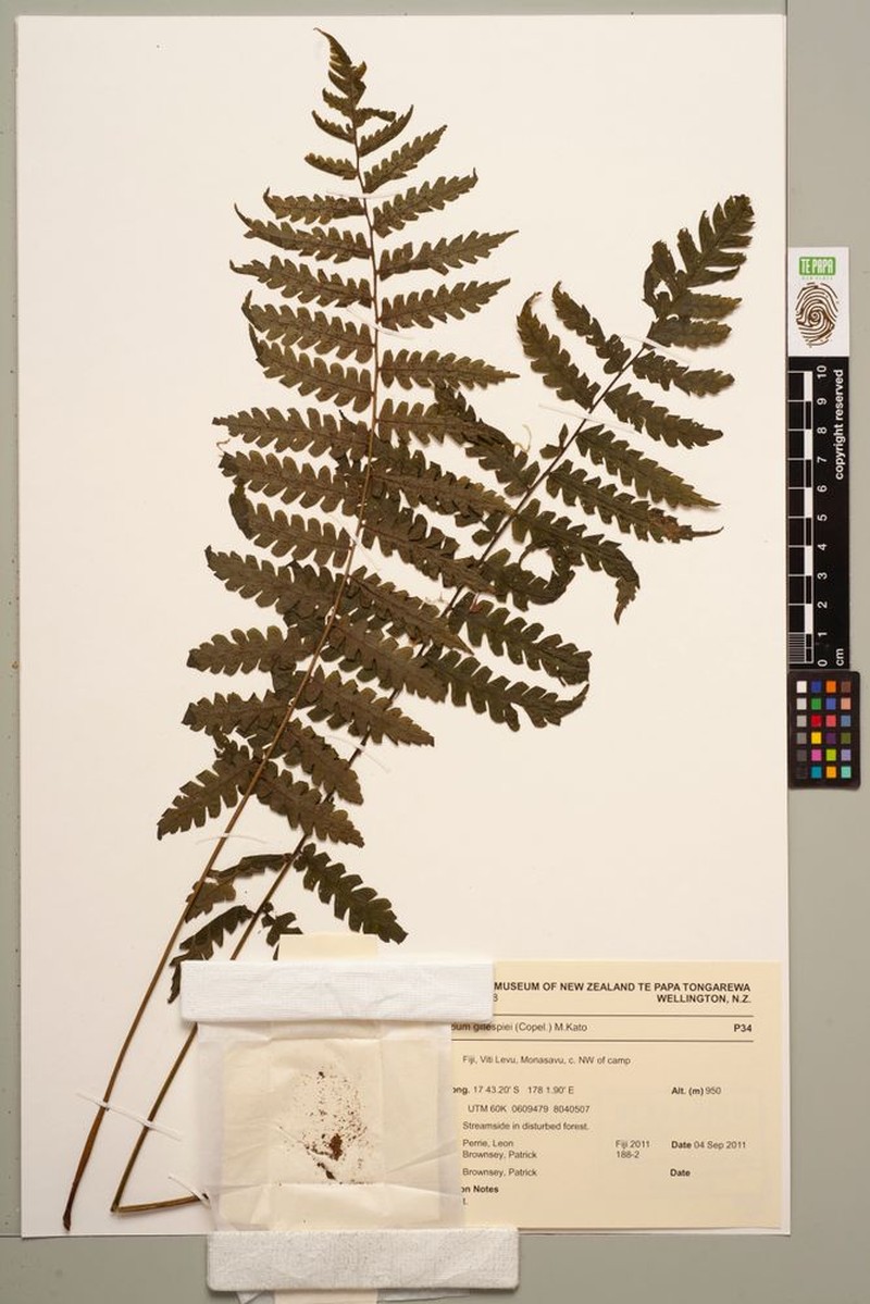 Diplazium gillespiei