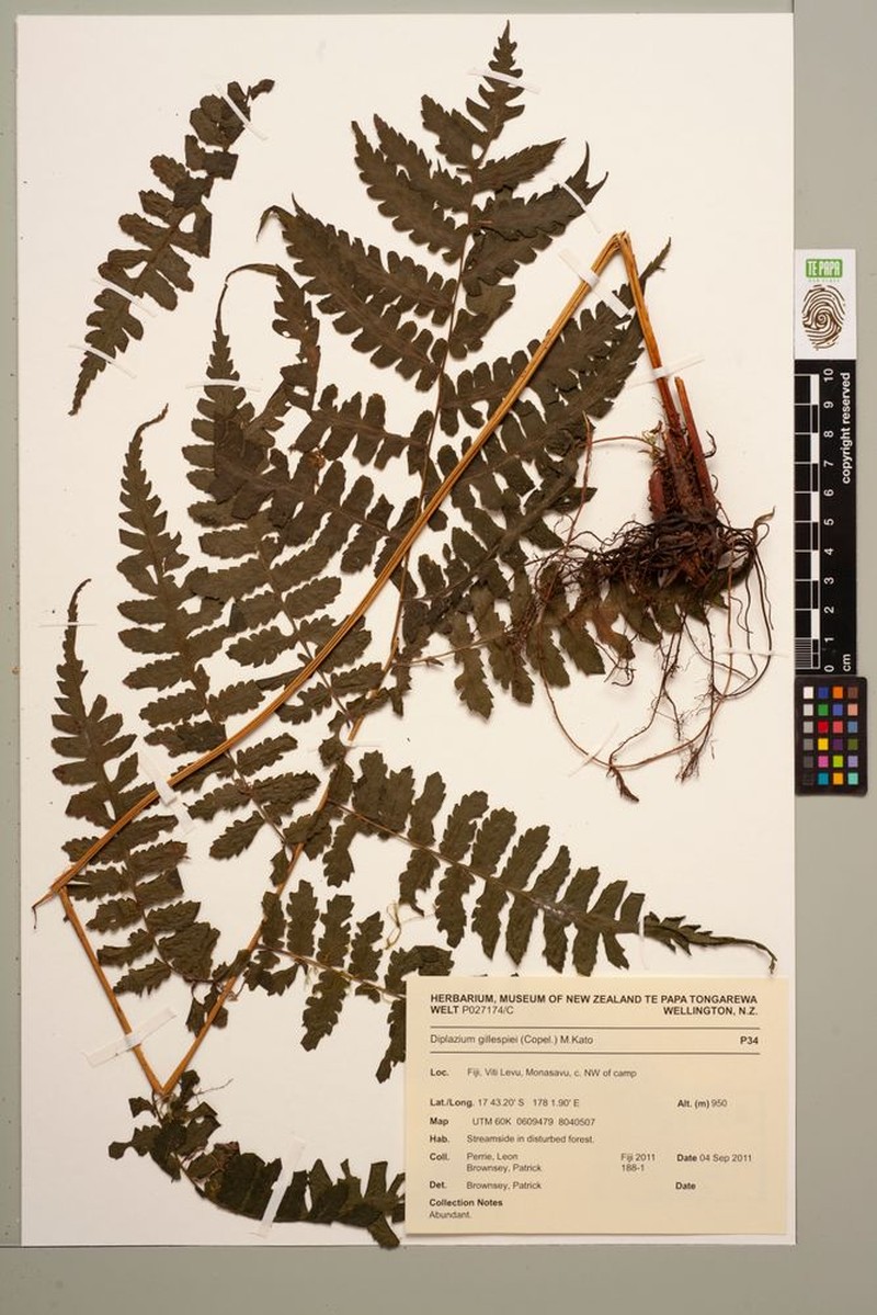 Diplazium gillespiei photo 2