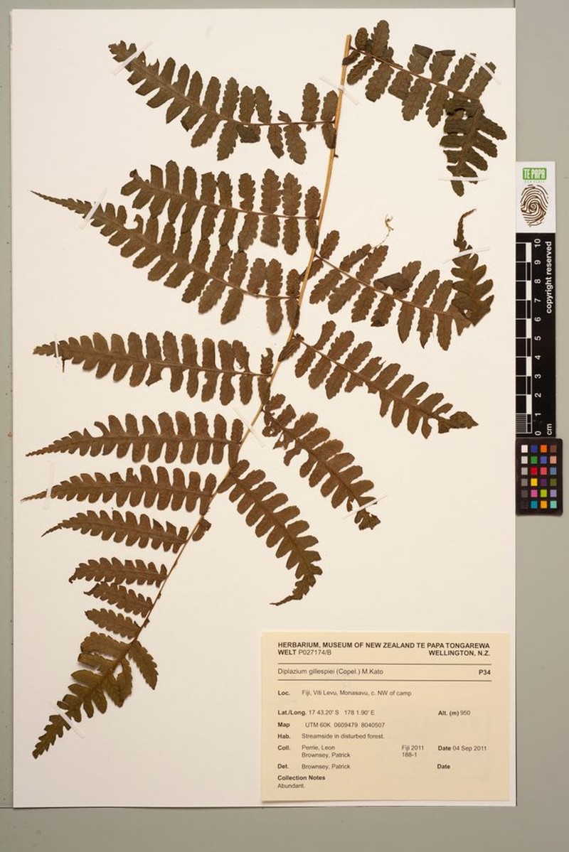Diplazium gillespiei photo 3