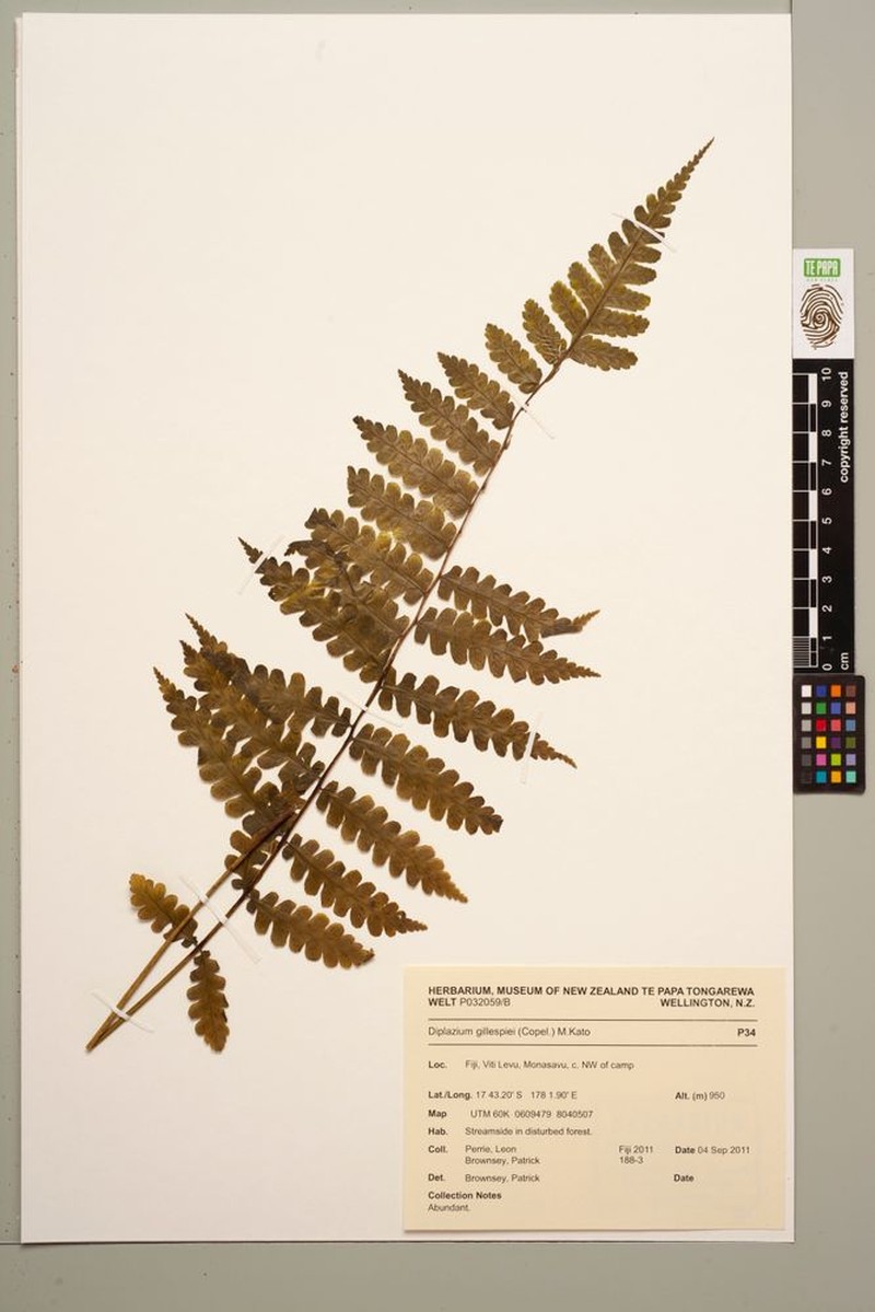 Diplazium gillespiei photo 4