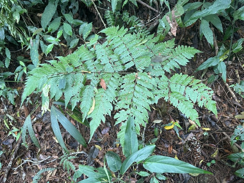 Diplazium gomezianum