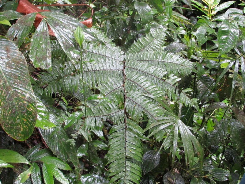 Diplazium gomezianum photo 2