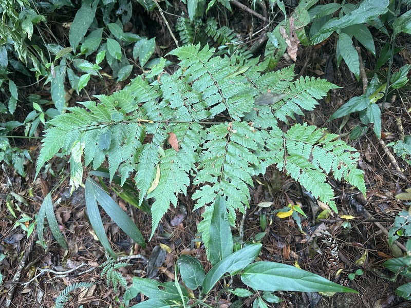 Diplazium gomezianum photo 3