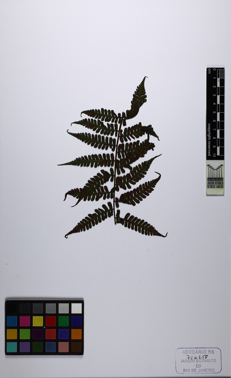 Diplazium gomezianum photo 5