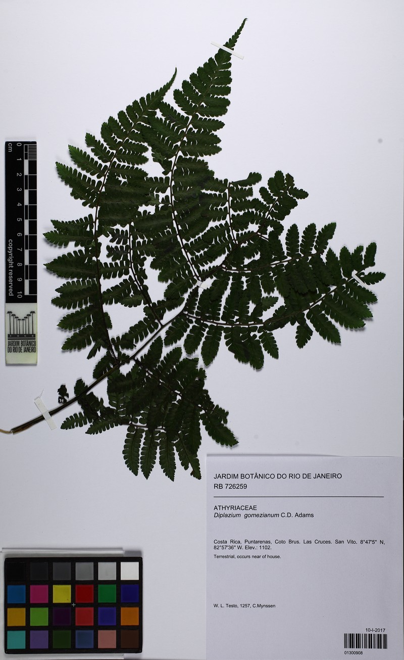 Diplazium gomezianum photo 6