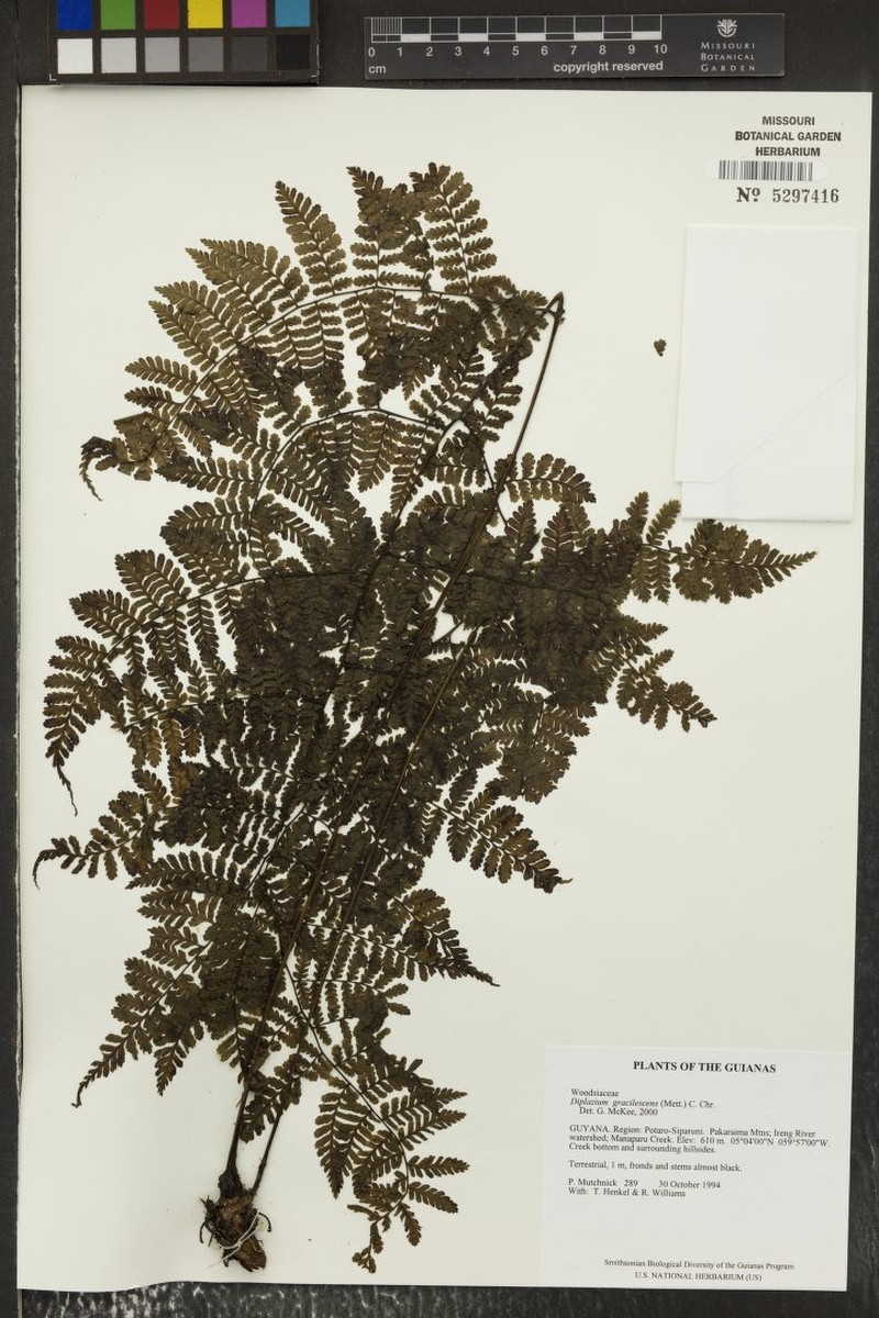Diplazium gracilescens