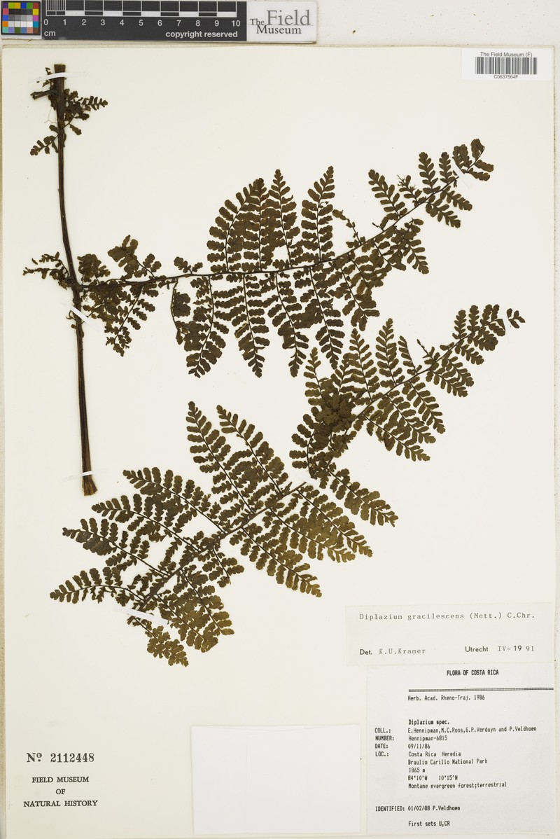 Diplazium gracilescens photo 3