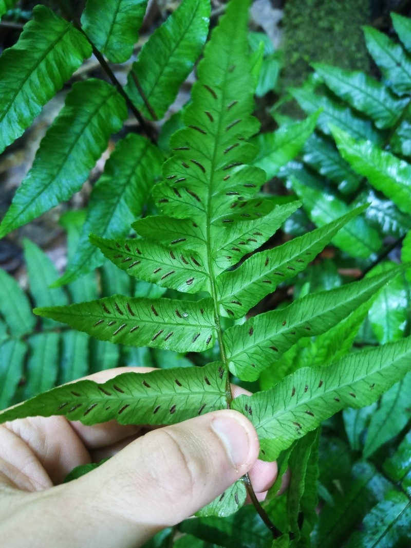 Largeleaf Twinsorus Fern
