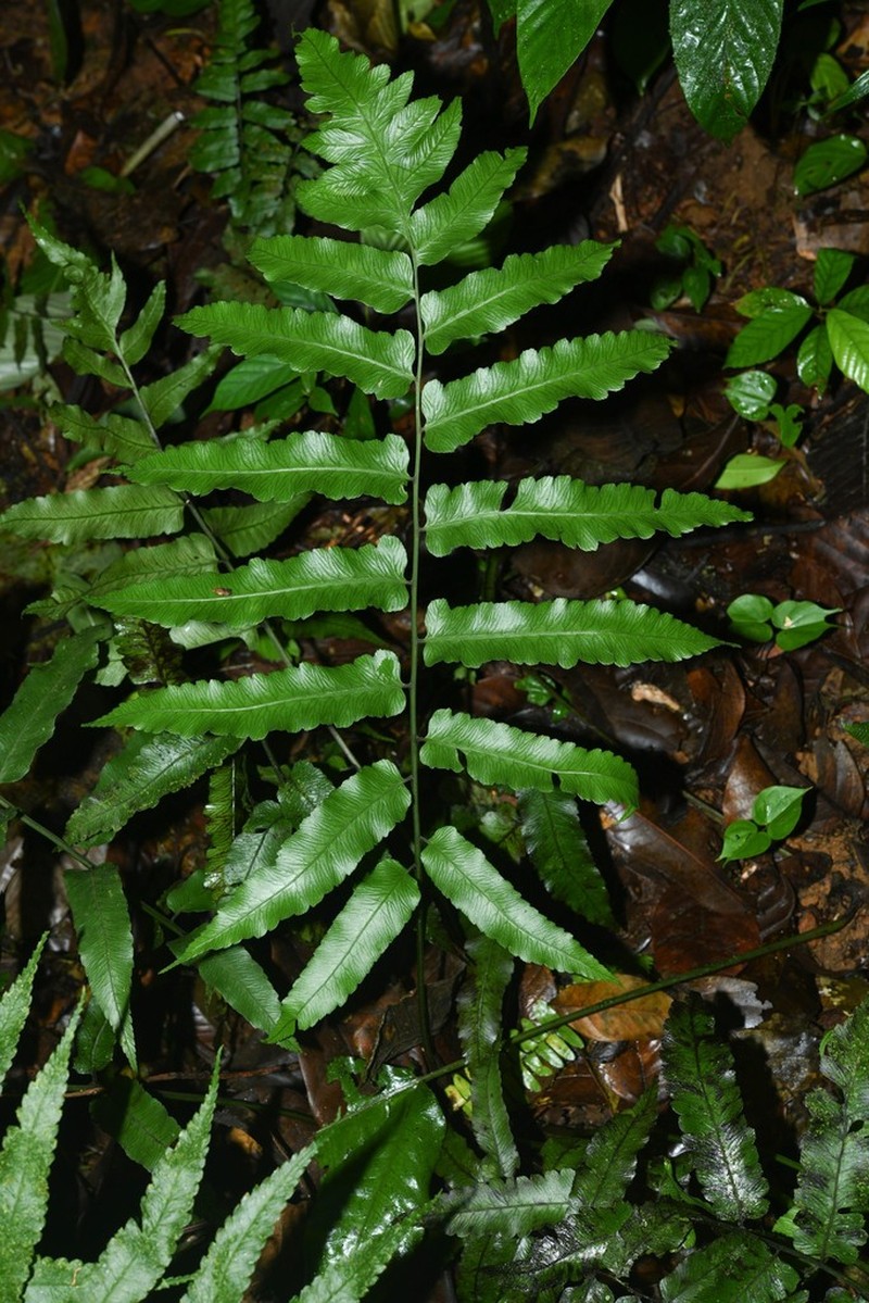 Largeleaf Twinsorus Fern photo 2