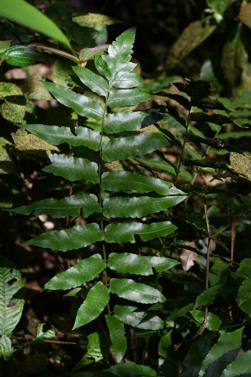 Largeleaf Twinsorus Fern photo 3