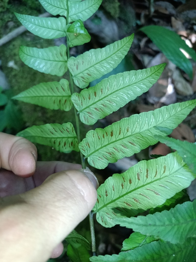 Largeleaf Twinsorus Fern photo 4