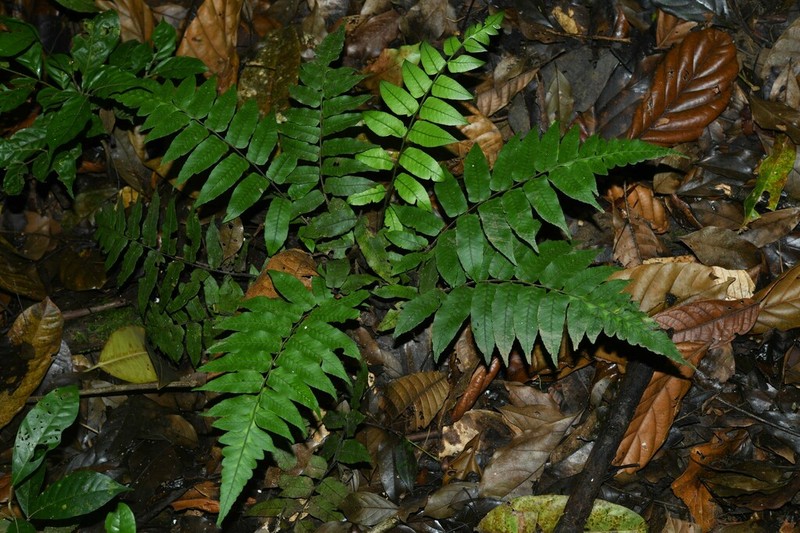 Largeleaf Twinsorus Fern photo 5
