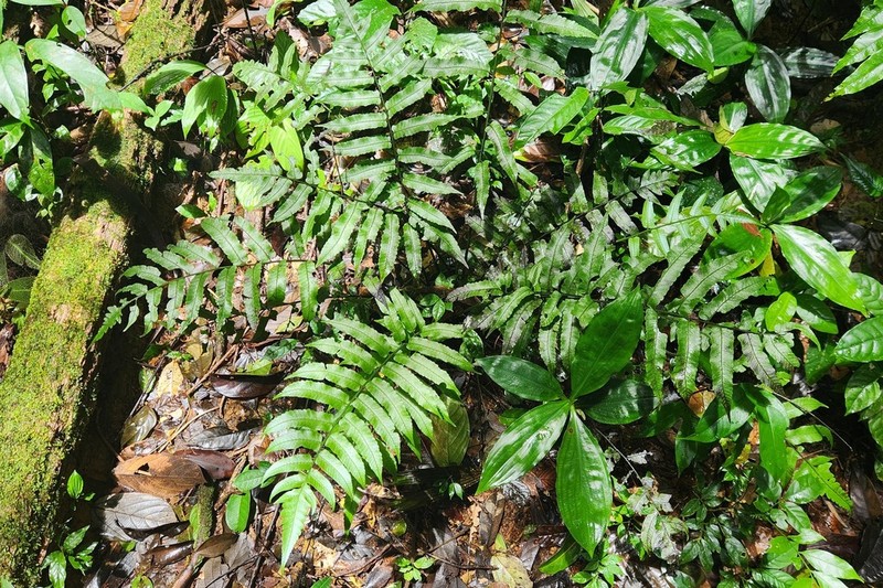 Largeleaf Twinsorus Fern photo 6