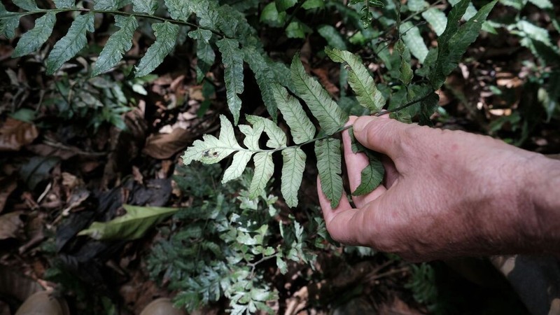Largeleaf Twinsorus Fern photo 7