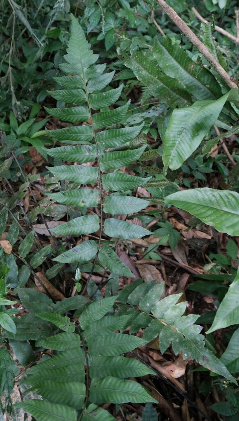Largeleaf Twinsorus Fern photo 8