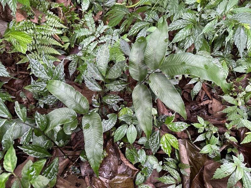 Diplazium griffithii