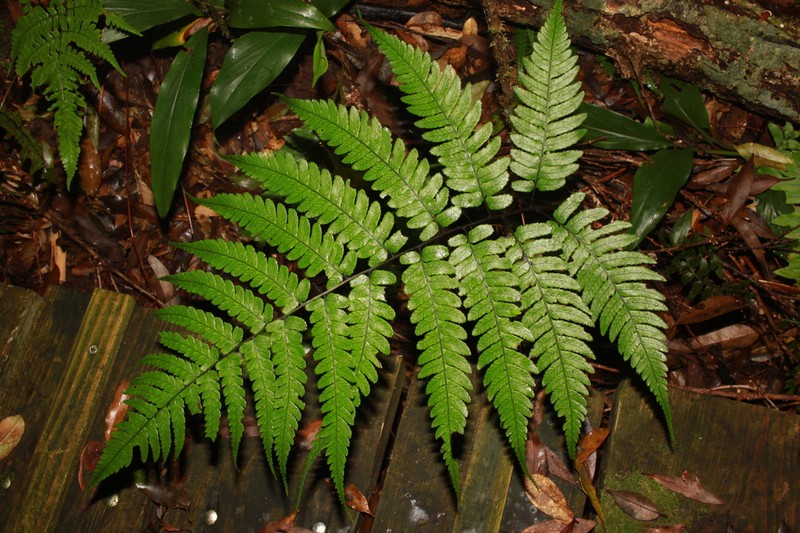 Diplazium griffithii photo 2