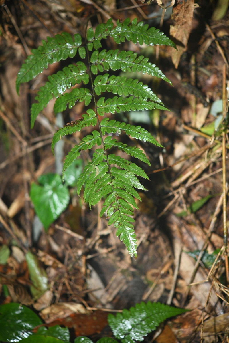 Diplazium griffithii photo 3