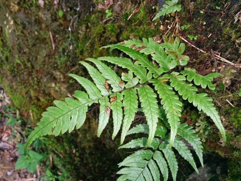 Diplazium griffithii photo 4
