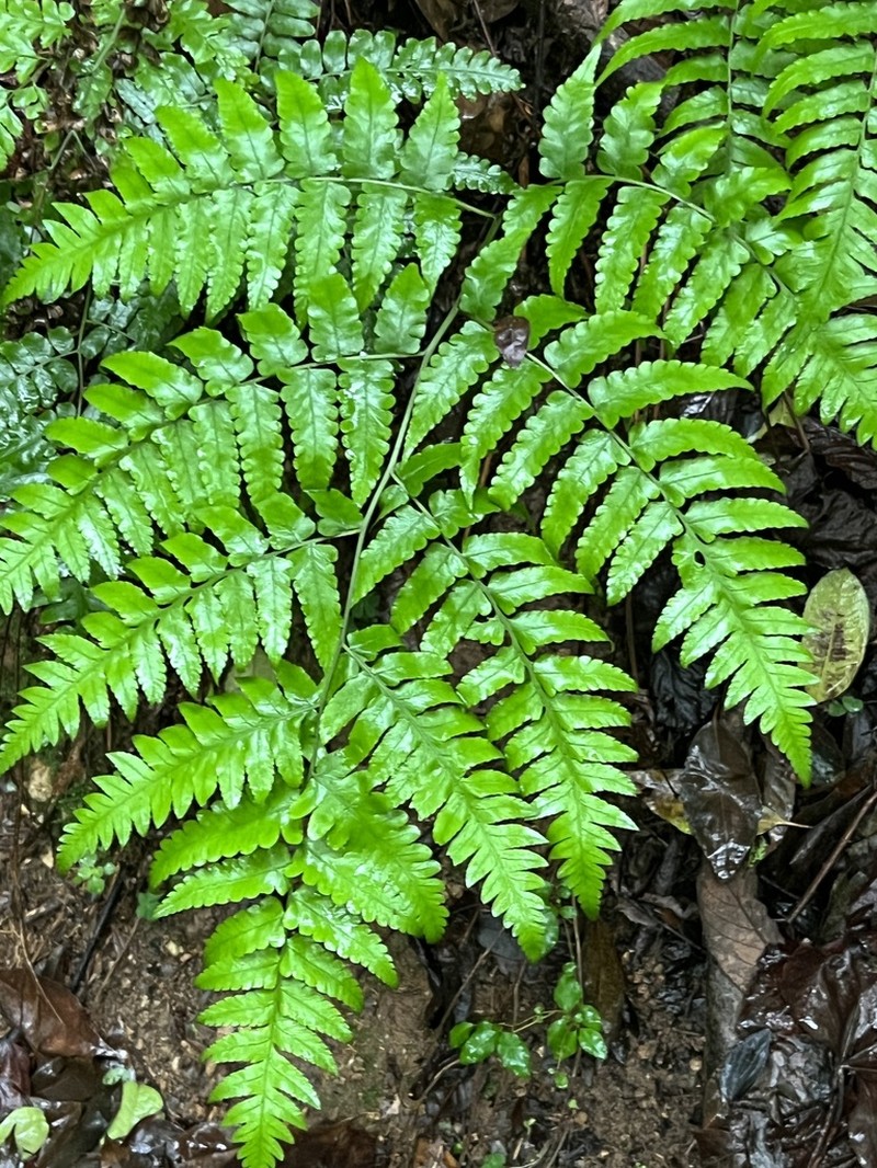 Diplazium hachijoense